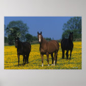 Groep van Thoroughbred Horses Poster (Voorkant)