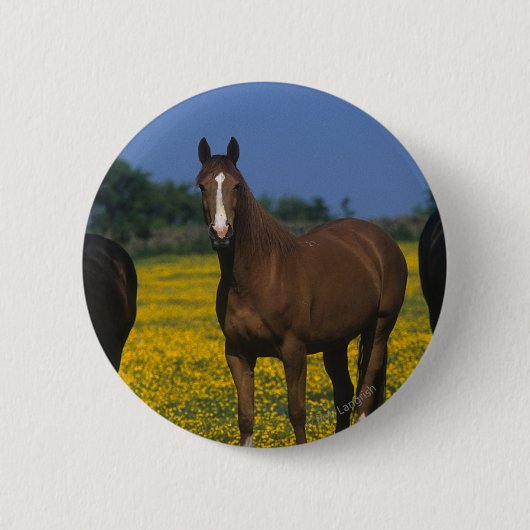 Groep van Thoroughbred Horses Ronde Button 5,7 Cm (Voorkant)