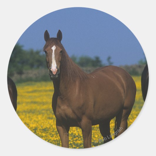 Groep van Thoroughbred Horses Ronde Sticker (Voorkant)