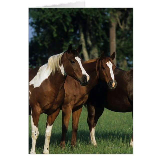 Groep van verfpaarden (Voorkant)