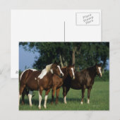 Groep van verfpaarden briefkaart (Voorkant / Achterkant)