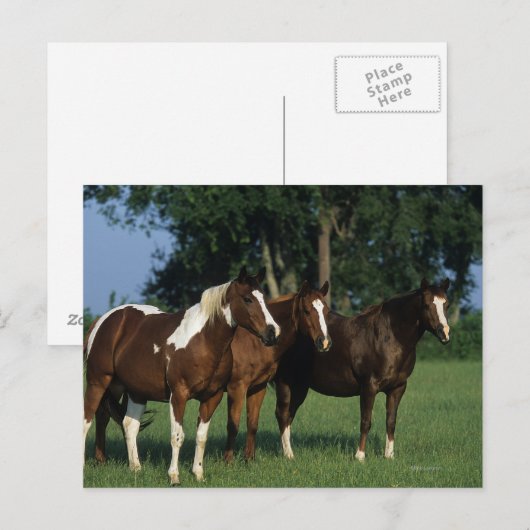 Groep van verfpaarden briefkaart (Voorkant / Achterkant)