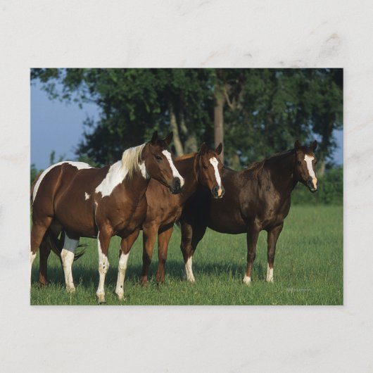 Groep van verfpaarden briefkaart (Voorkant)