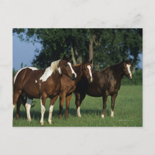 Groep van verfpaarden briefkaart