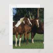 Groep van verfpaarden briefkaart (Voorkant / Achterkant)