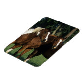 Groep van verfpaarden magneet (Linkerzijde)