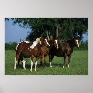 Groep van verfpaarden poster