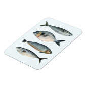 Groep van vier vissen magneet (Linkerzijde)