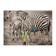 Groep van vier zebra's
