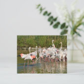 Groep van vlamingos in Camargue Feestdagenkaart (Staand voorkant)