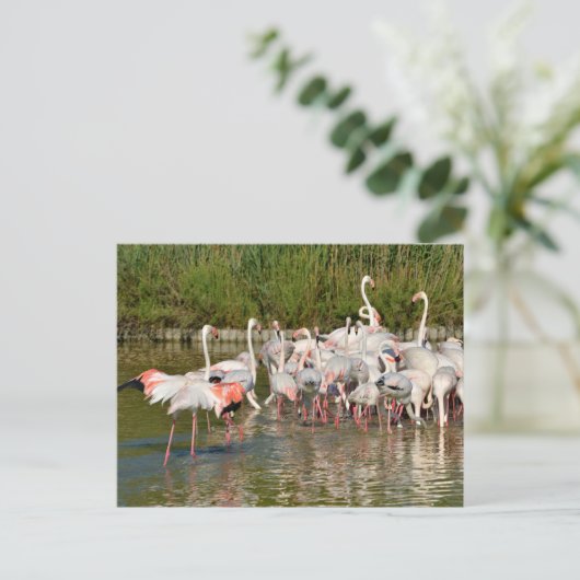 Groep van vlamingos in Camargue Feestdagenkaart (Staand voorkant)
