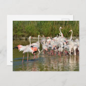 Groep van vlamingos in Camargue Feestdagenkaart (Voorkant / Achterkant)