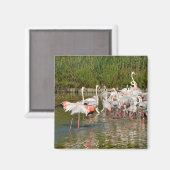 Groep van vlamingos in Camargue Magneet (Voorkant / Achterkant)
