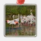Groep van vlamingos in Camargue Metalen Ornament (Voorkant)