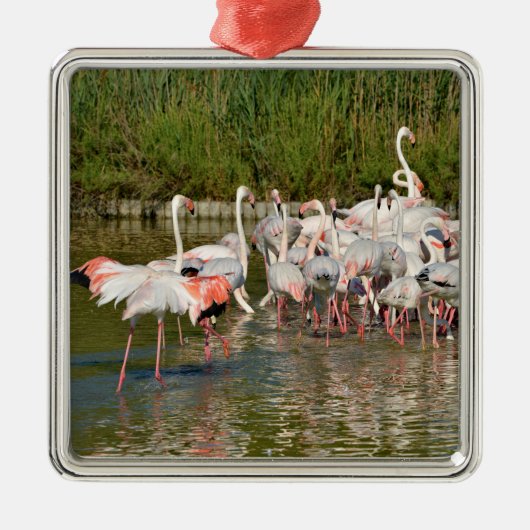 Groep van vlamingos in Camargue Metalen Ornament (Voorkant)