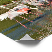 Groep van vlamingos in Camargue Poster (Hoek)