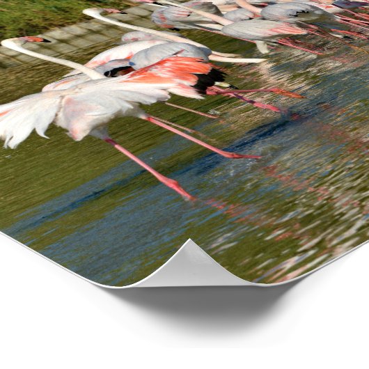 Groep van vlamingos in Camargue Poster (Hoek)