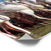 Groep van vlamingos in Camargue Poster (Hoek)