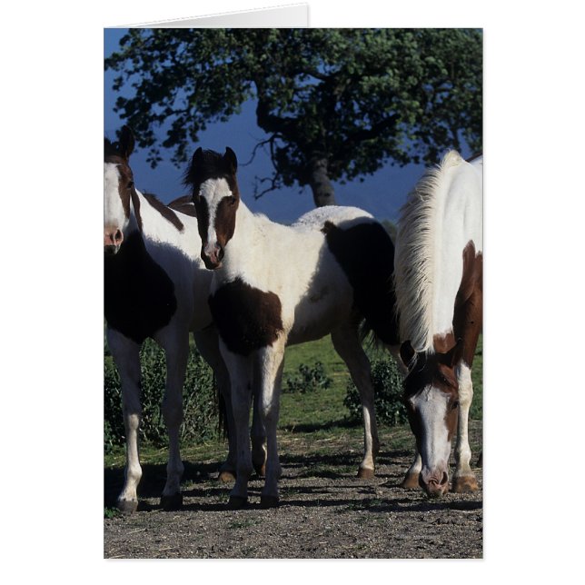 Groep verf paarden (Voorkant)