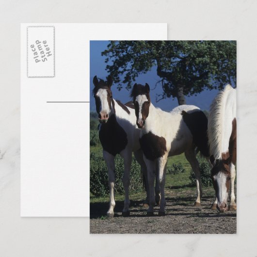 Groep verf paarden briefkaart (Voorkant / Achterkant)