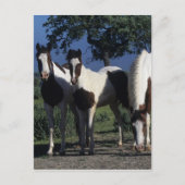 Groep verf paarden briefkaart (Voorkant)