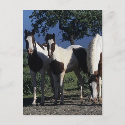 Groep verf paarden briefkaart (Voorkant)