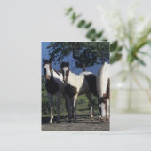 Groep verf paarden briefkaart (Staand voorkant)