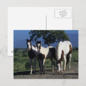 Groep verf paarden briefkaart (Voorkant / Achterkant)