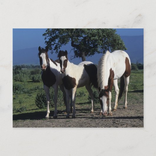Groep verf paarden briefkaart (Voorkant)
