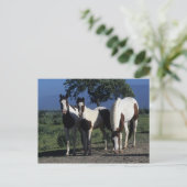 Groep verf paarden briefkaart (Staand voorkant)