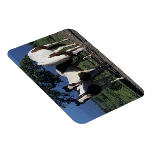 Groep verf paarden magneet (Rechterzijde)