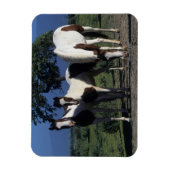 Groep verf paarden magneet (Verticaal)