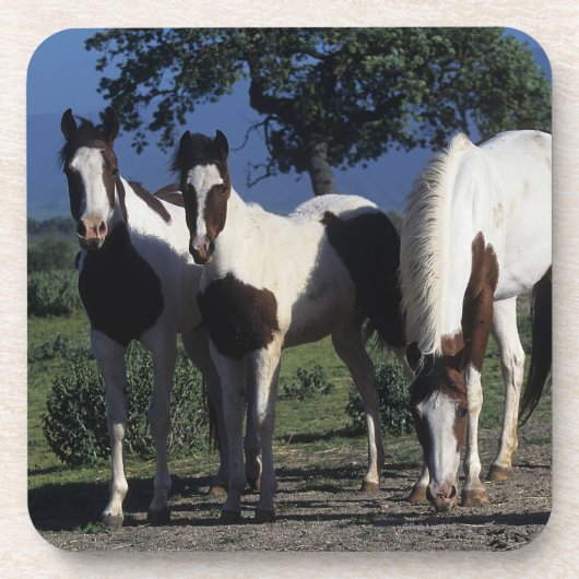Groep verf paarden onderzetter (Voorkant)