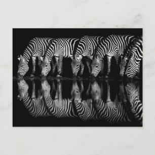 Groep vlaktezebras drinkt 's nachts samen briefkaart