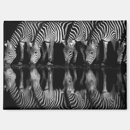 Groep vlaktezebras drinkt 's nachts samen magneet (Voorkant)