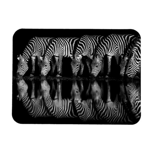 Groep vlaktezebras drinkt 's nachts samen magneet (Horizontaal)