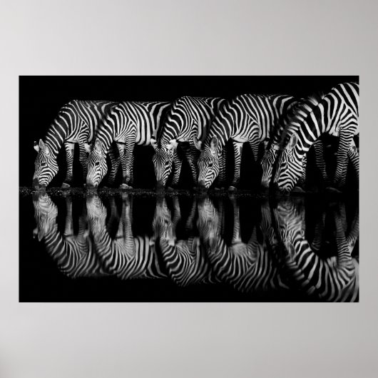 Groep vlaktezebra's drinkt 's nachts samen poster (Voorkant)