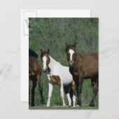Groep wilde Mustang Paarden Briefkaart (Voorkant / Achterkant)