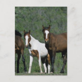Groep wilde Mustang Paarden Briefkaart (Voorkant)