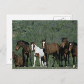 Groep wilde Mustang Paarden Briefkaart (Voorkant / Achterkant)