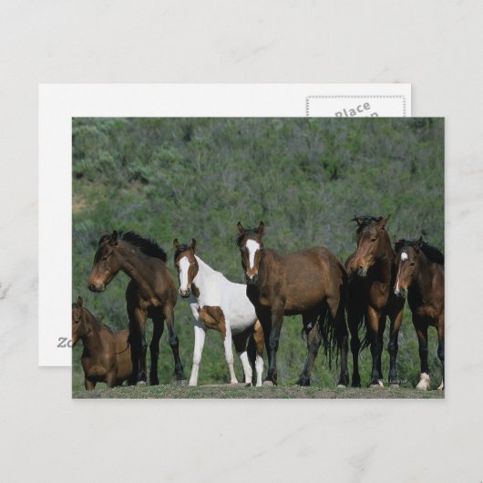 Groep wilde Mustang Paarden Briefkaart (Voorkant / Achterkant)