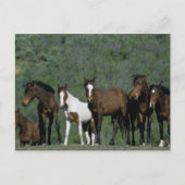 Groep wilde Mustang Paarden Briefkaart (Voorkant)