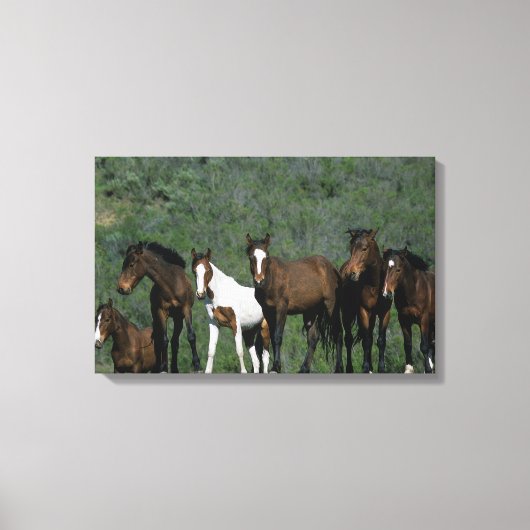 Groep wilde Mustang Paarden Canvas Afdruk (Voorkant)