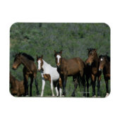 Groep wilde Mustang Paarden Magneet (Horizontaal)