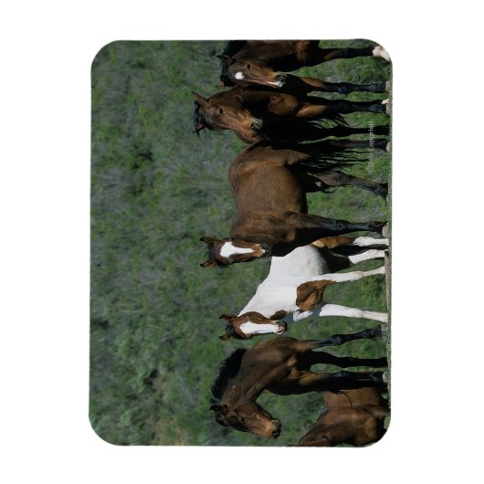 Groep wilde Mustang Paarden Magneet (Verticaal)