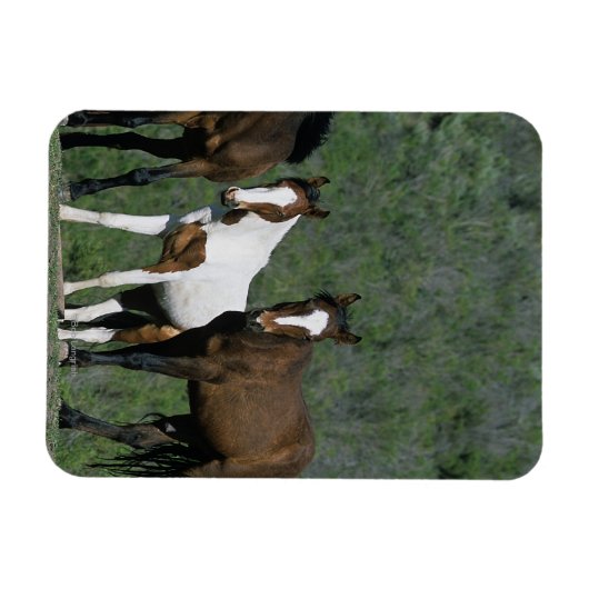 Groep wilde Mustang Paarden Magneet (Horizontaal)