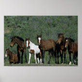 Groep wilde Mustang Paarden Poster (Voorkant)