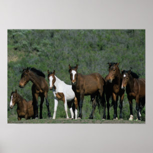 Groep wilde Mustang Paarden Poster