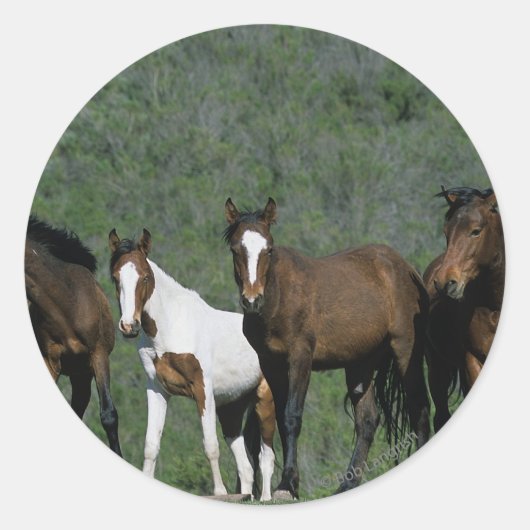 Groep wilde Mustang Paarden Ronde Sticker (Voorkant)