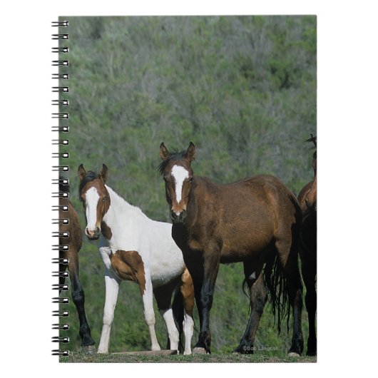 Groep Wilde Mustangpaarden Notitieboek (Voorkant)